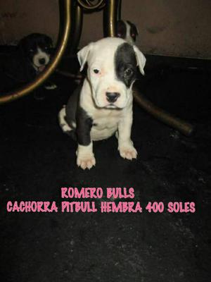 Cachorros Pitbull