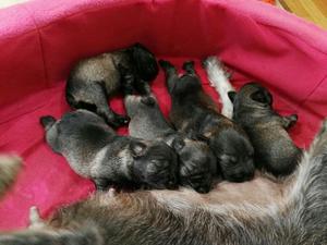 Cachorros Schnauzer