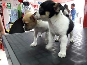 Cachorros chihuahua