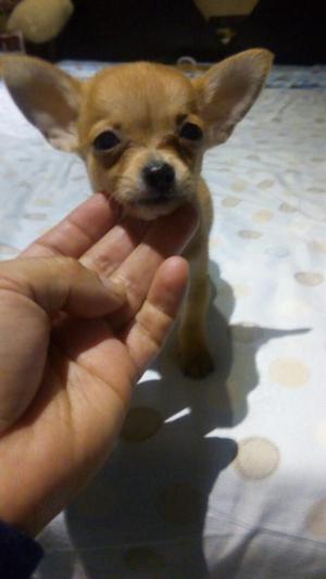 Chihuahua Toy