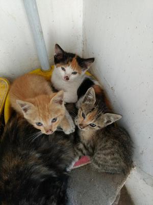 Familia de Gatitos para Adoptar