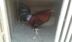 Gallo Papujo