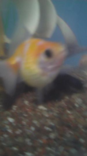 Goldfish Perlas 4cm a 8 Soles