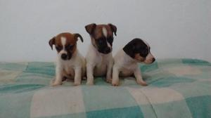 HERMOSOS CACHORROS JACK RUSSELL