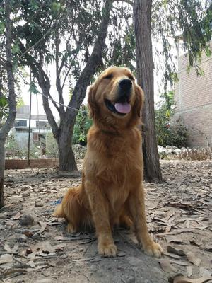 Monta de Golden Retrievers