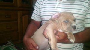 Pitbul Fusion Macho Cachorro