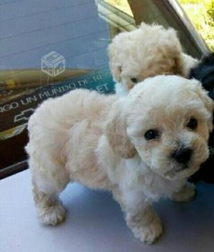 Poodle Mini