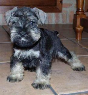 SCHNAUZER OFERTA 