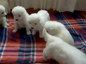 Samoyedo hermosos cachorritos PADRES DE PEDIGREE