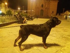 Se venden perritos rott cusco 