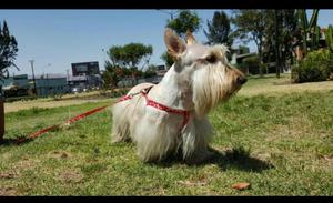 Servicio de Monta Scotish Terrier