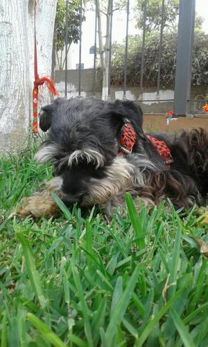 Snahuzer en Adopción