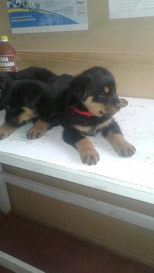 Vendo Cachoritos Rottweiller