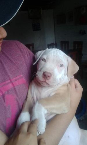 Vendo Cachorro pitbull