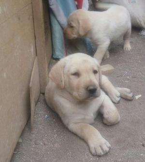 Vendo Cachorros Labradores