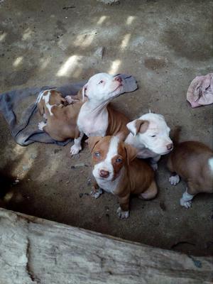 Vendo Lindos Cachorros Pitbull Red Nouse