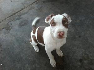 Vendo Pitbull3 Meses