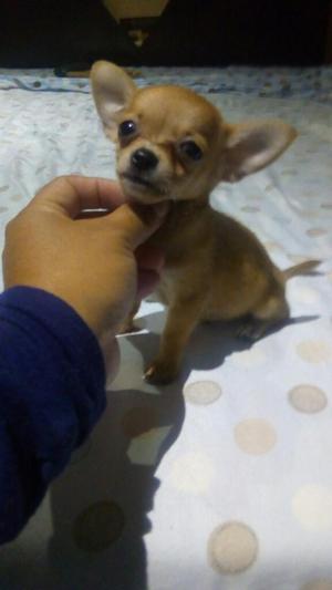 Vendo cachorrito