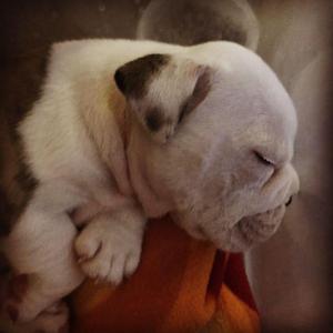 Vendo cachorro Bulldog ingls