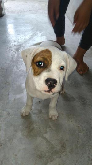 Vendo pitbull cruce con buldog