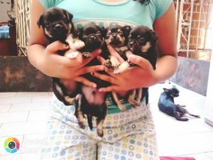 Venta Cachorros Chiguahua