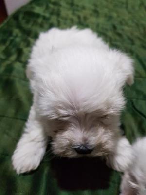 Venta de Bichon Maltes