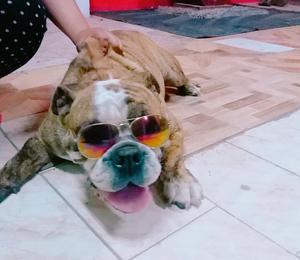 Venta de Bulldog Ingles