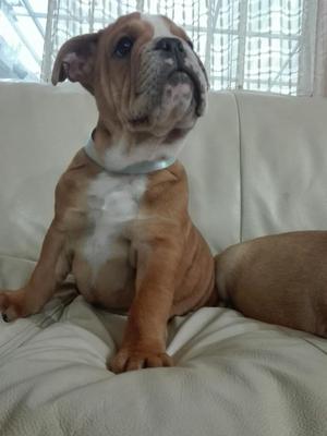 Venta de Bulldog Inglés