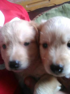 Venta de Cachorros Golden Retrievers