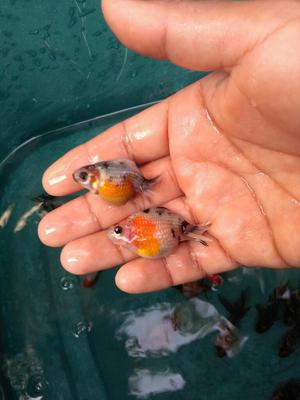 Venta de Goldfish Perlas Pin Pon