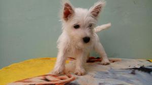 West Highland White Terrier