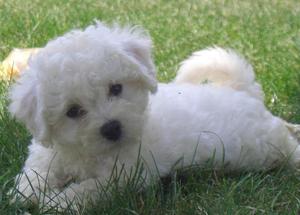 bichon frise