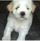 cachorro bichon frese blanco