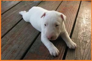 cachorros bull terrier