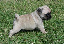 pug carlino