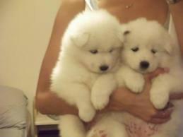 samoyedo bellos cachorros ositos blancos peludasos