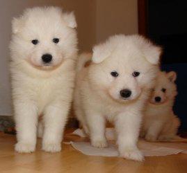 samoyedo excelentes cachorros ositos blancos vacunados