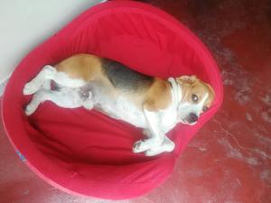 Beagle Busca Novia