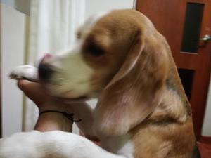 Busco Hembra Beagle para Cría