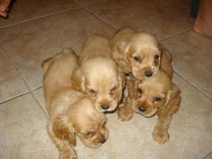 COCKER BELLOS CACHORROS HEMBRAS Y MACHOS