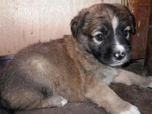 Cachorrita Mediana en Adopción