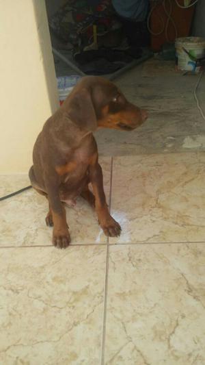 Cachorro Doberman