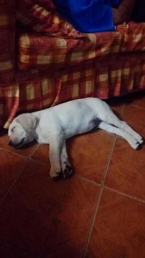 Cachorro Labrador $ 350 Precio a Tratar