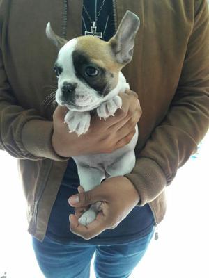 Cachorros Bulldog Frances Frenchies