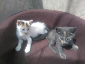 Gatos Ojos Azules Adopción No Perro