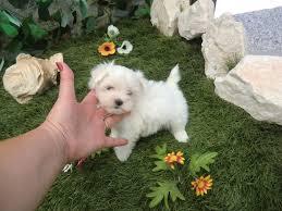 HERMOSOS CACHORROS MALTES TOY