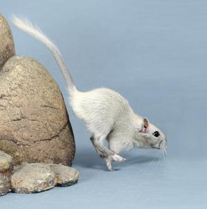 Jerbos mascota roedor ratón hámster