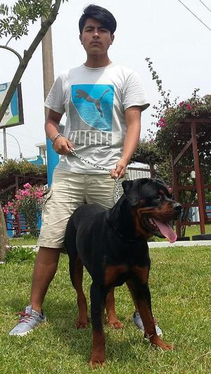 Lindo Rotweilero. Se Llama Brako