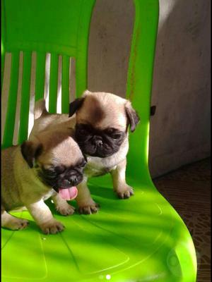 Lindos Pug Carlino