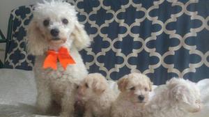 POODLE BELLOS MIS CACHORRITOS RAZA TOY TOY